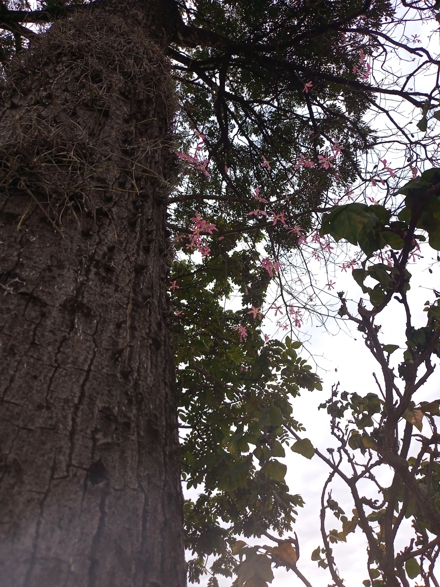 Photo of Silk floss tree (3/7)