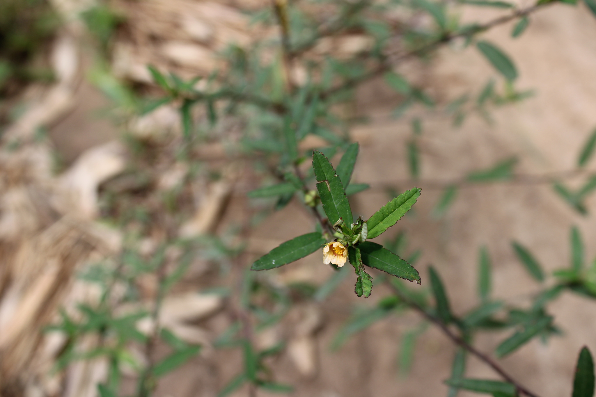 Photo of Sida (5/7)