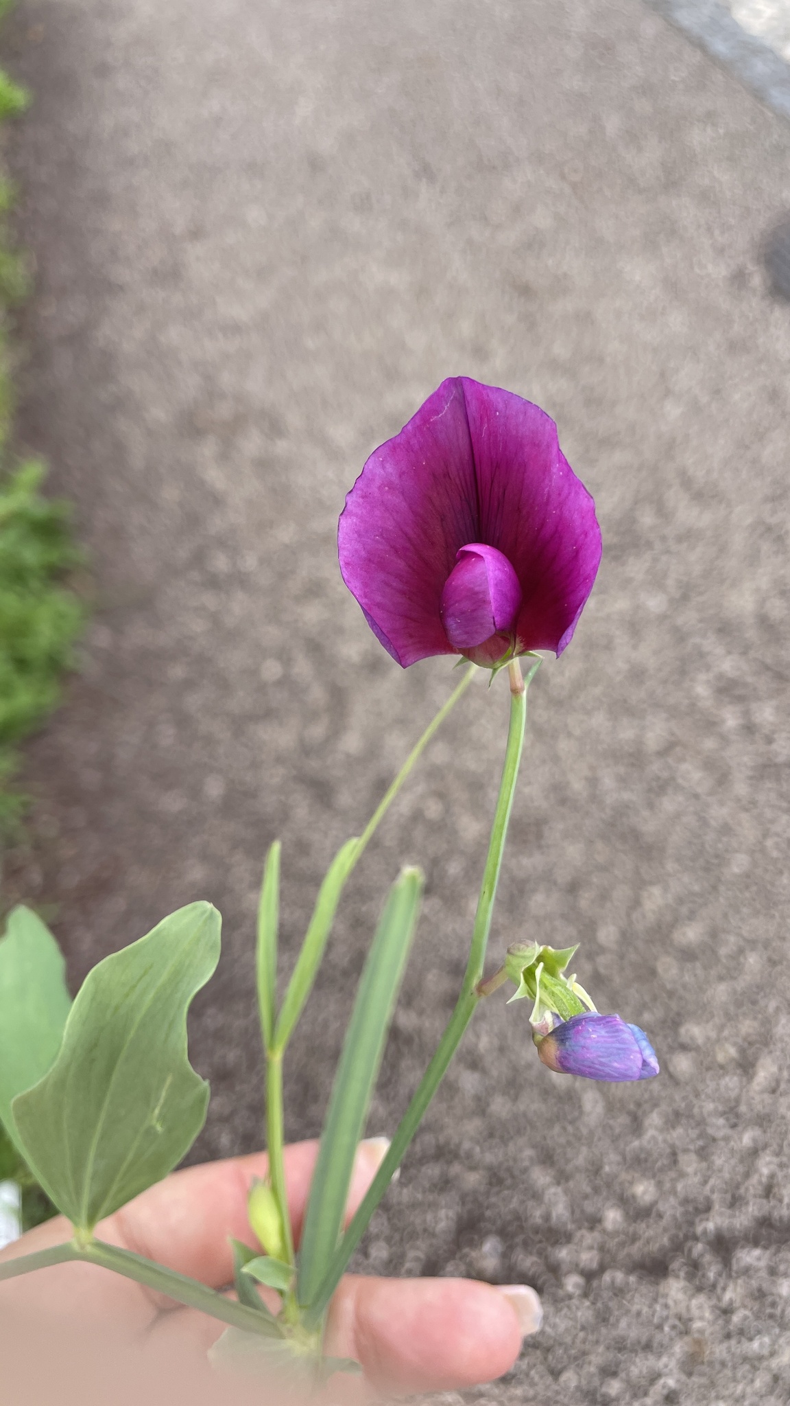 Photo of Tangier Pea (3/12)