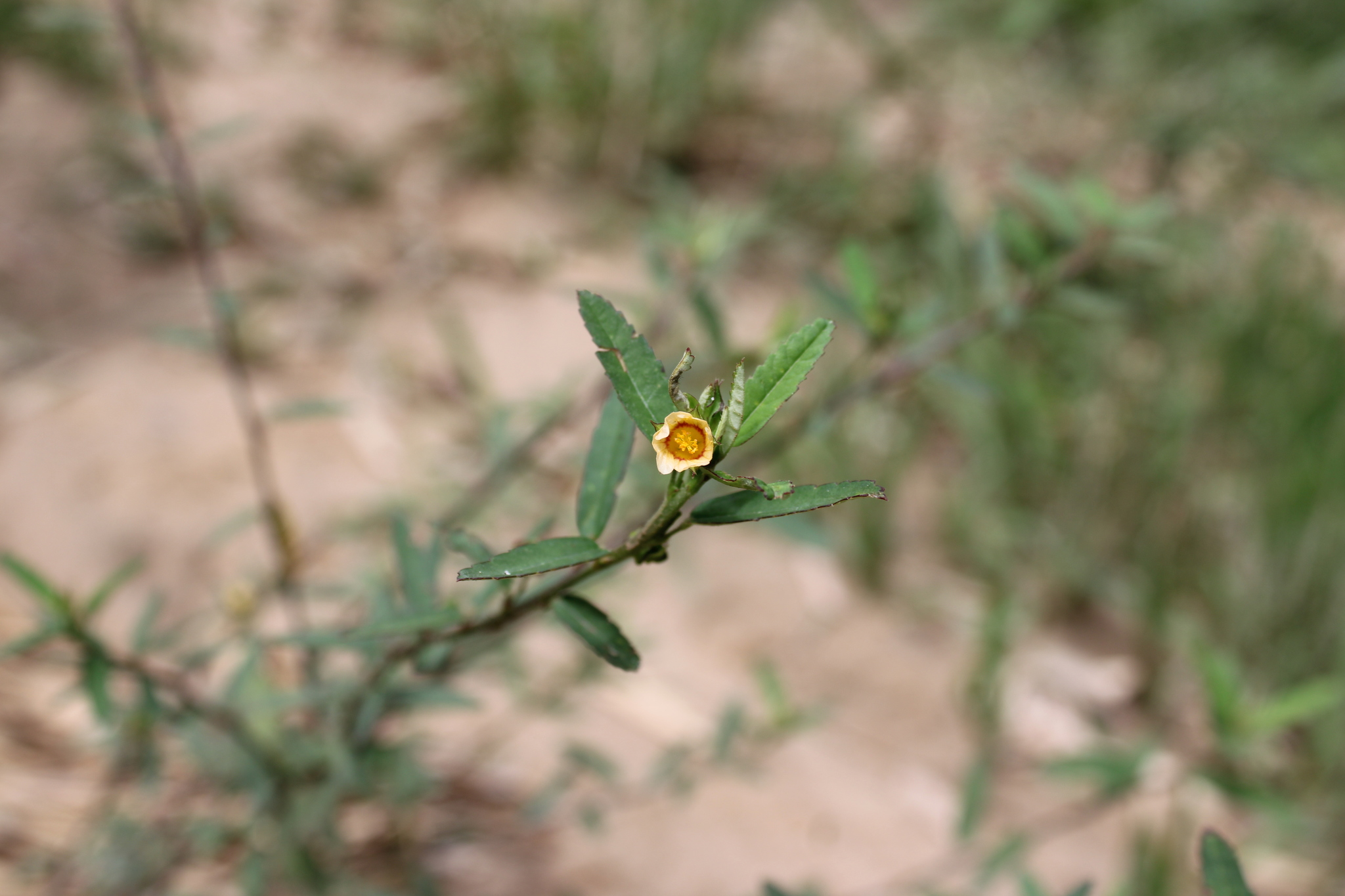 Photo of Sida (4/7)