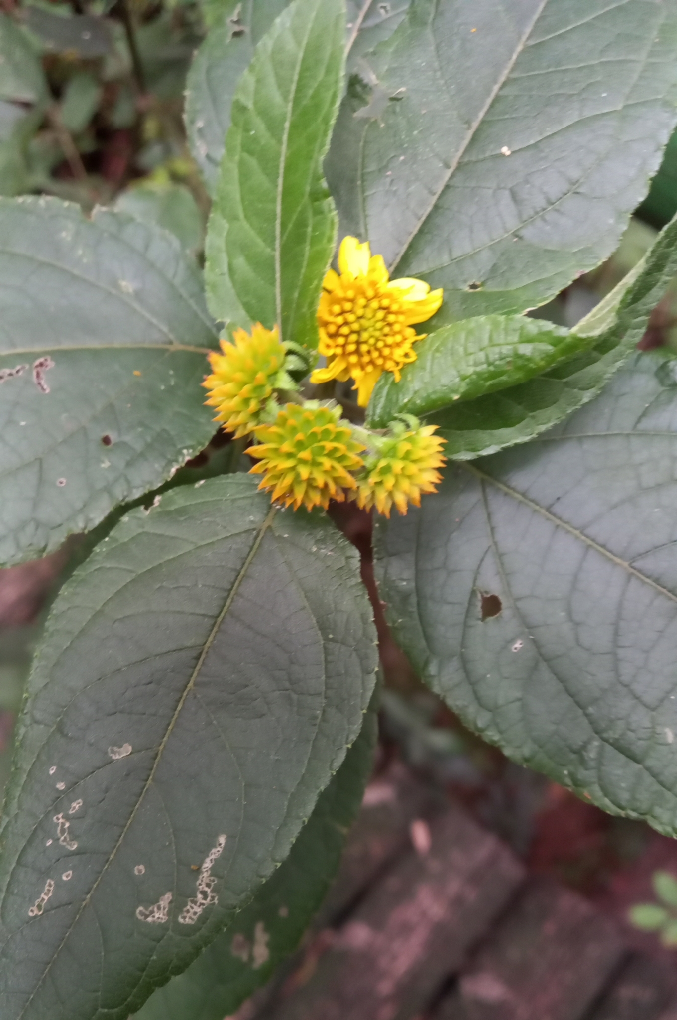 Photo of Tilesia baccata (11/12)