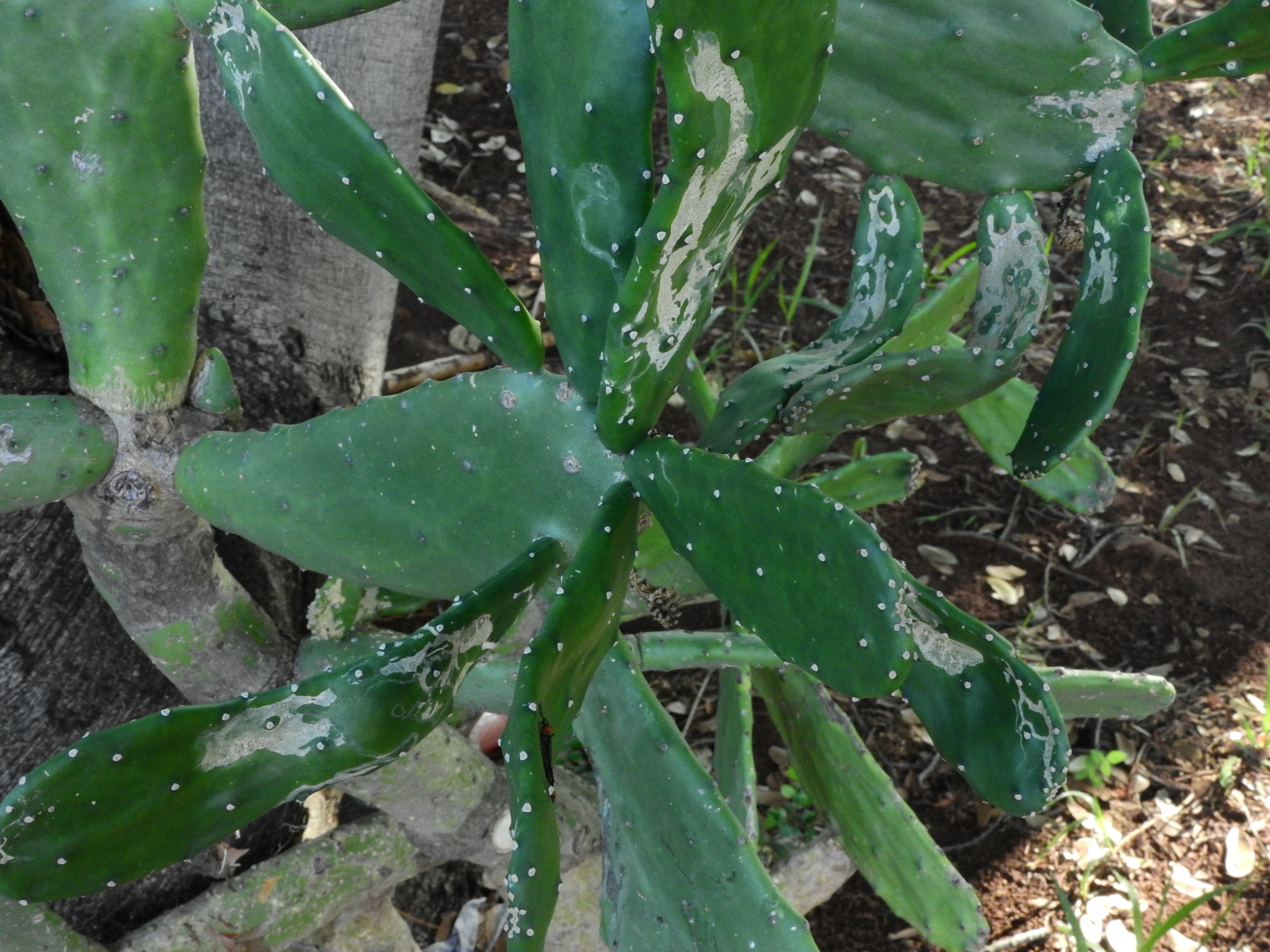 Photo of Cochineal Nopal Cactus (6/12)