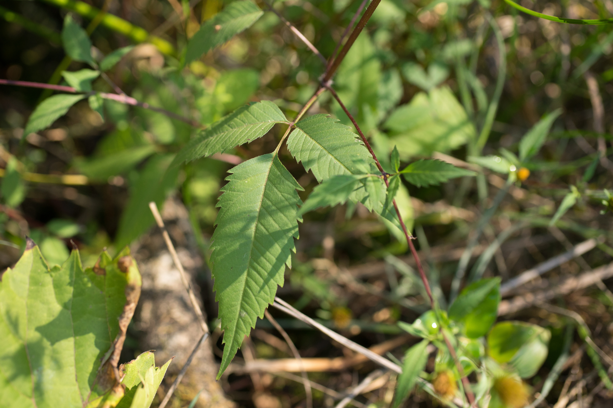Photo of Devil's Beggarticks (5/11)