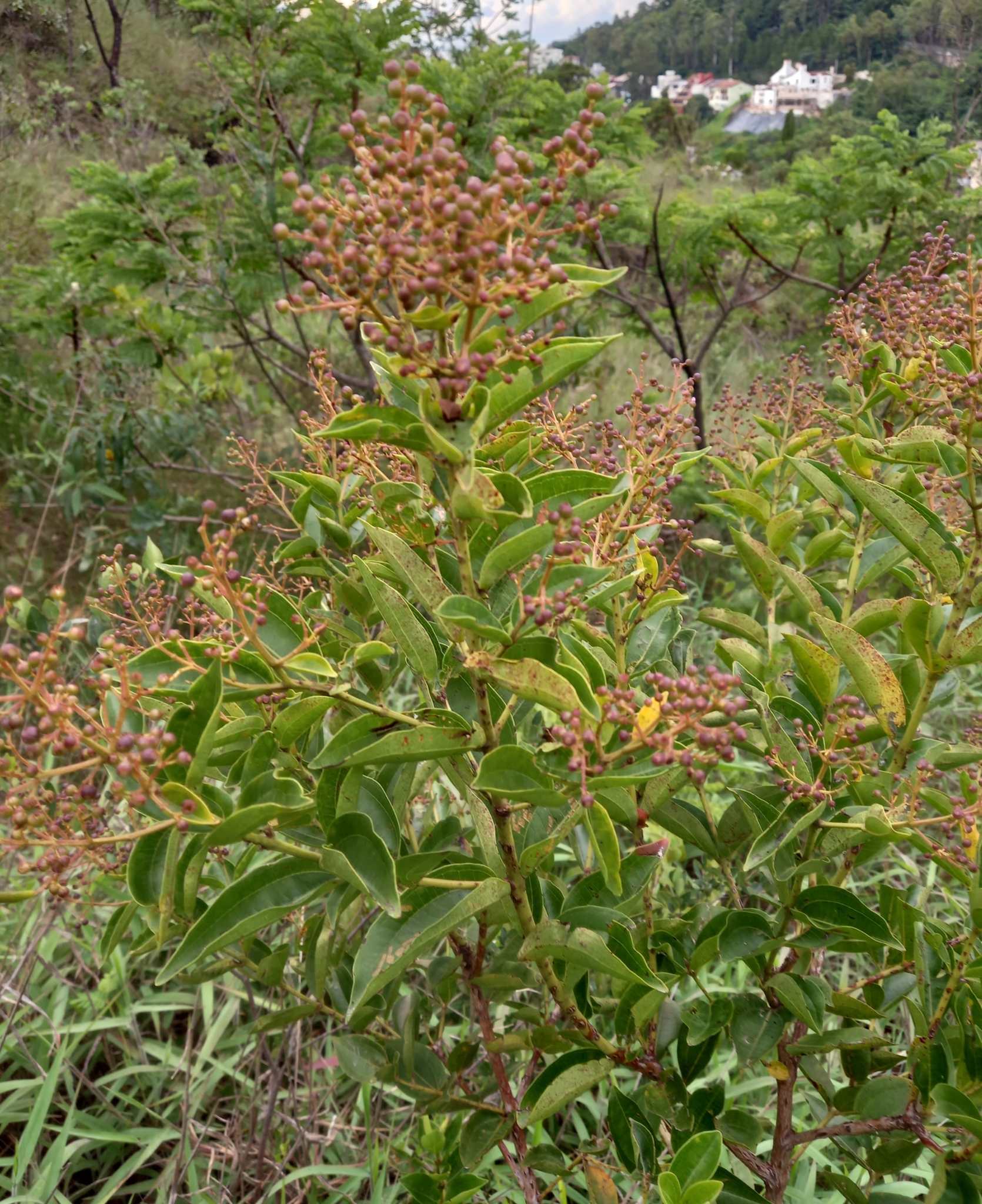 Photo of Magnoliopsida (2/5)