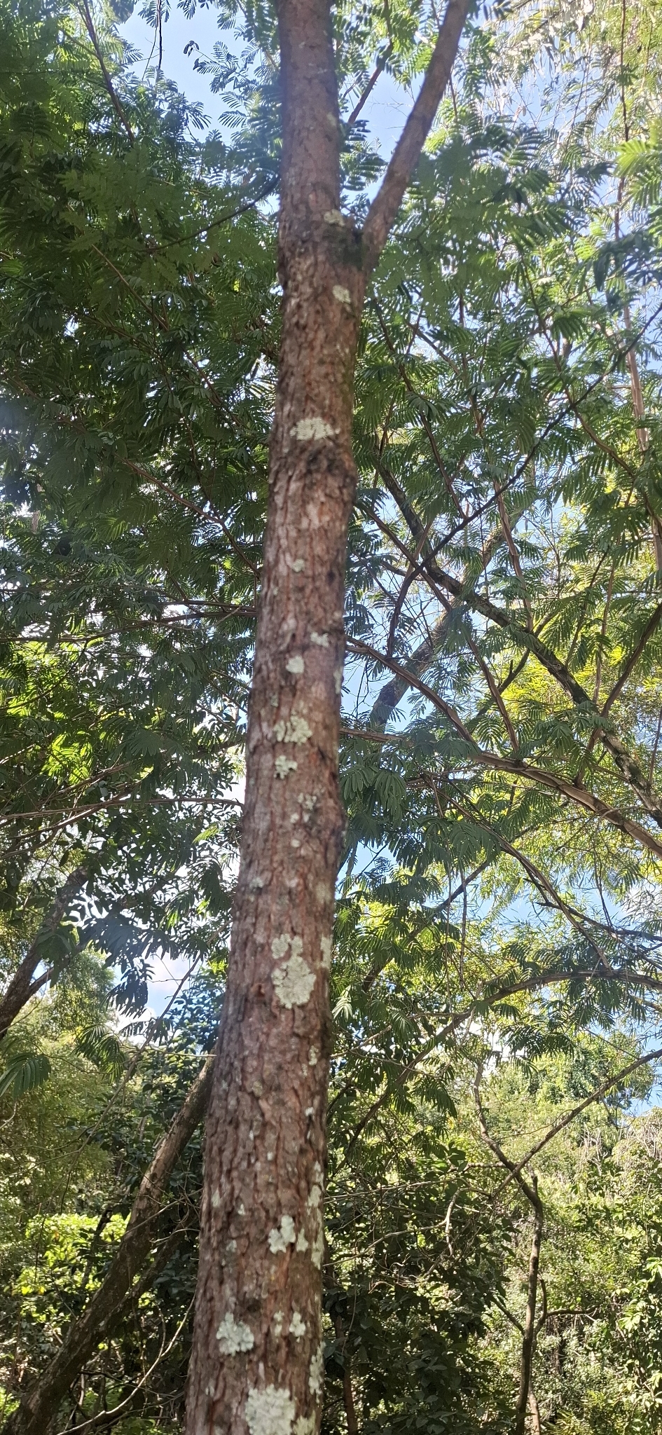 Photo of Dalbergia villosa (5/11)