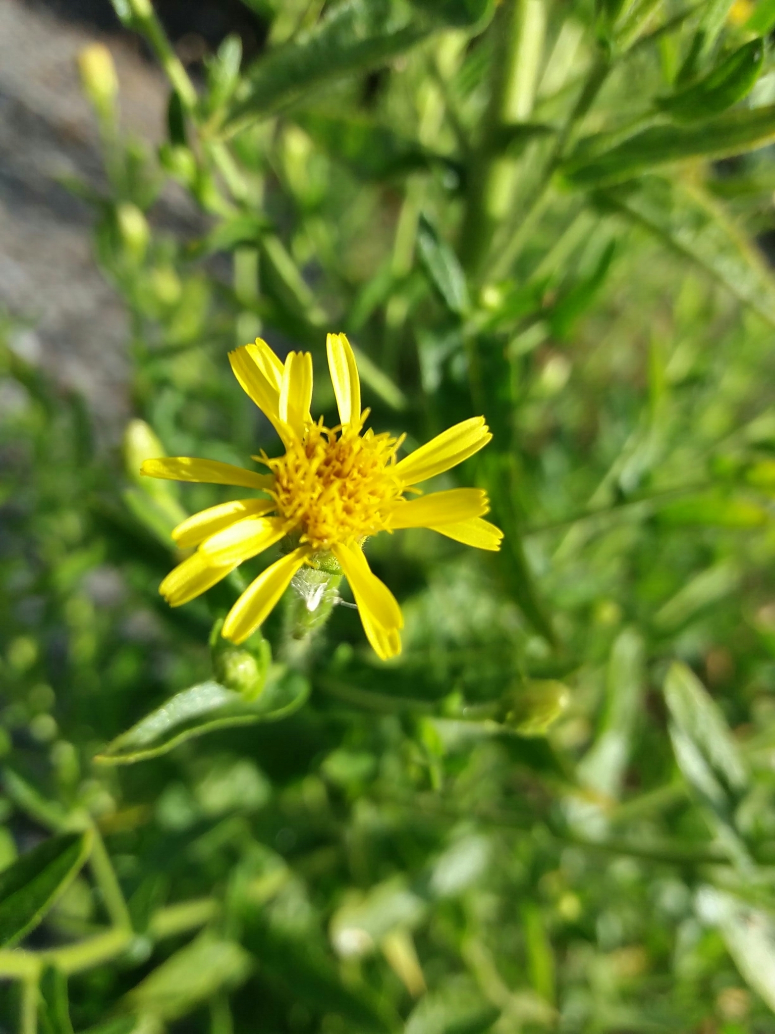 Photo of false yellowhead (6/12)