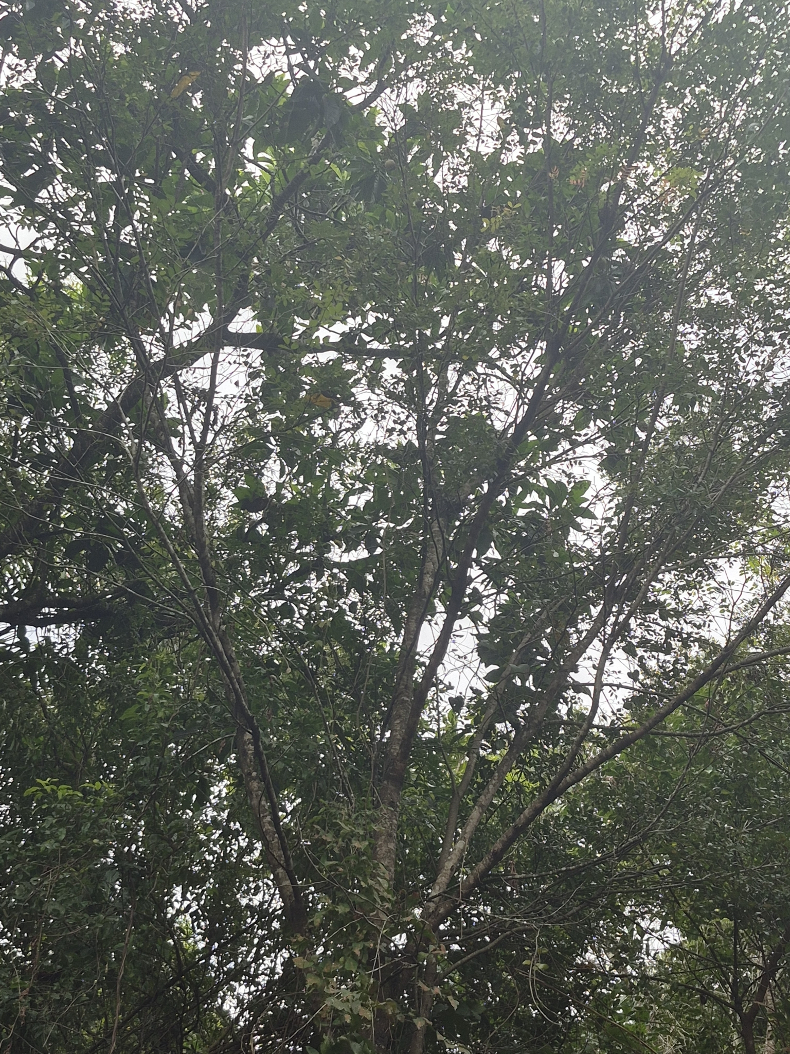 Photo of Copaifera arenicola (8/8)
