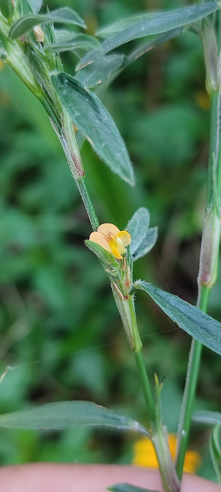 Photo of Stylosanthes (4/7)