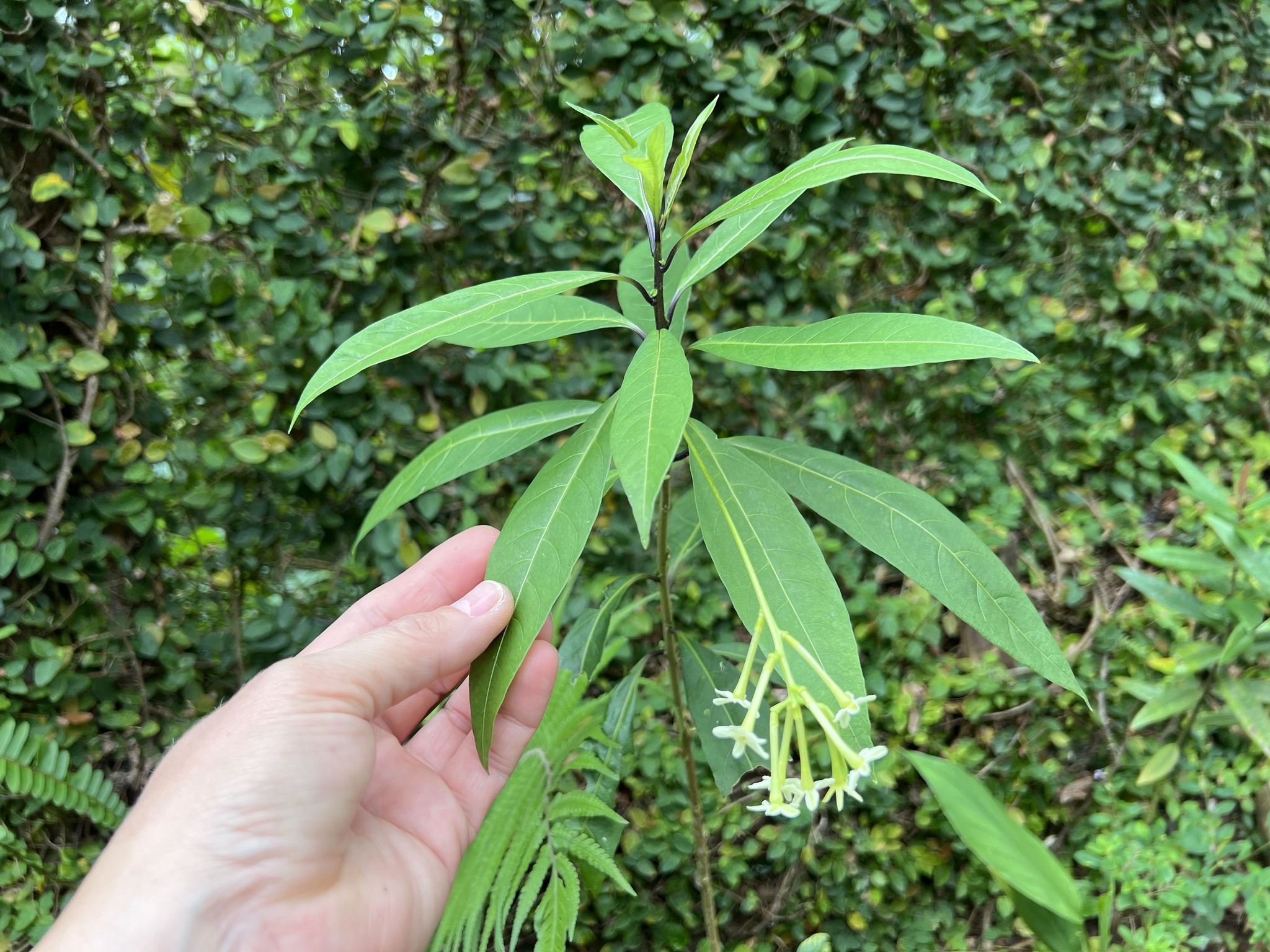 Photo of Plantae (5/7)