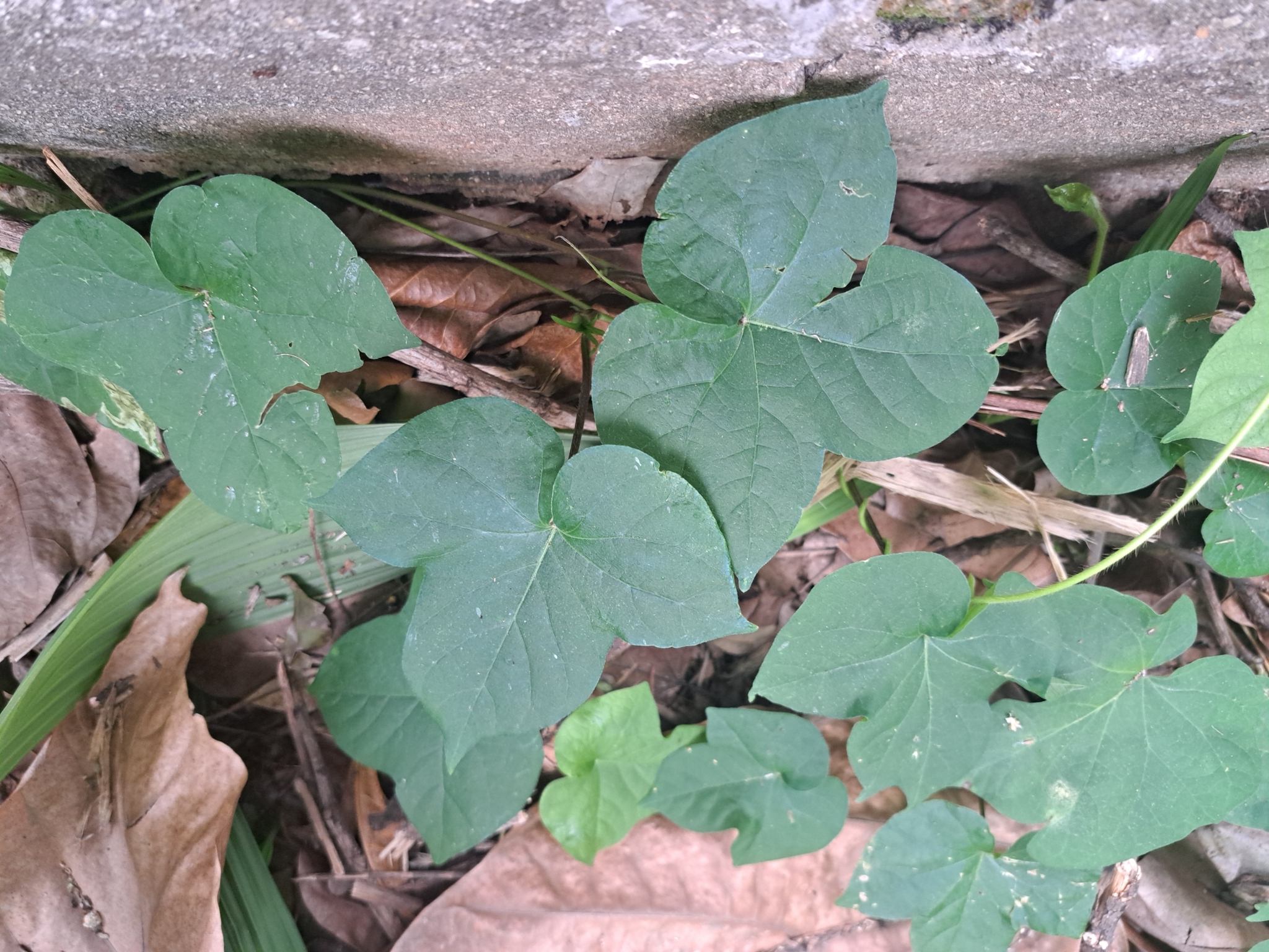 Photo of Japanese morning glory (1/12)