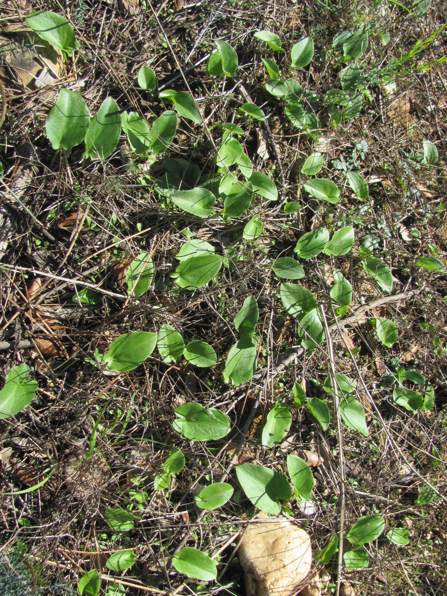 Photo of Arisarum simorrhinum (8/12)