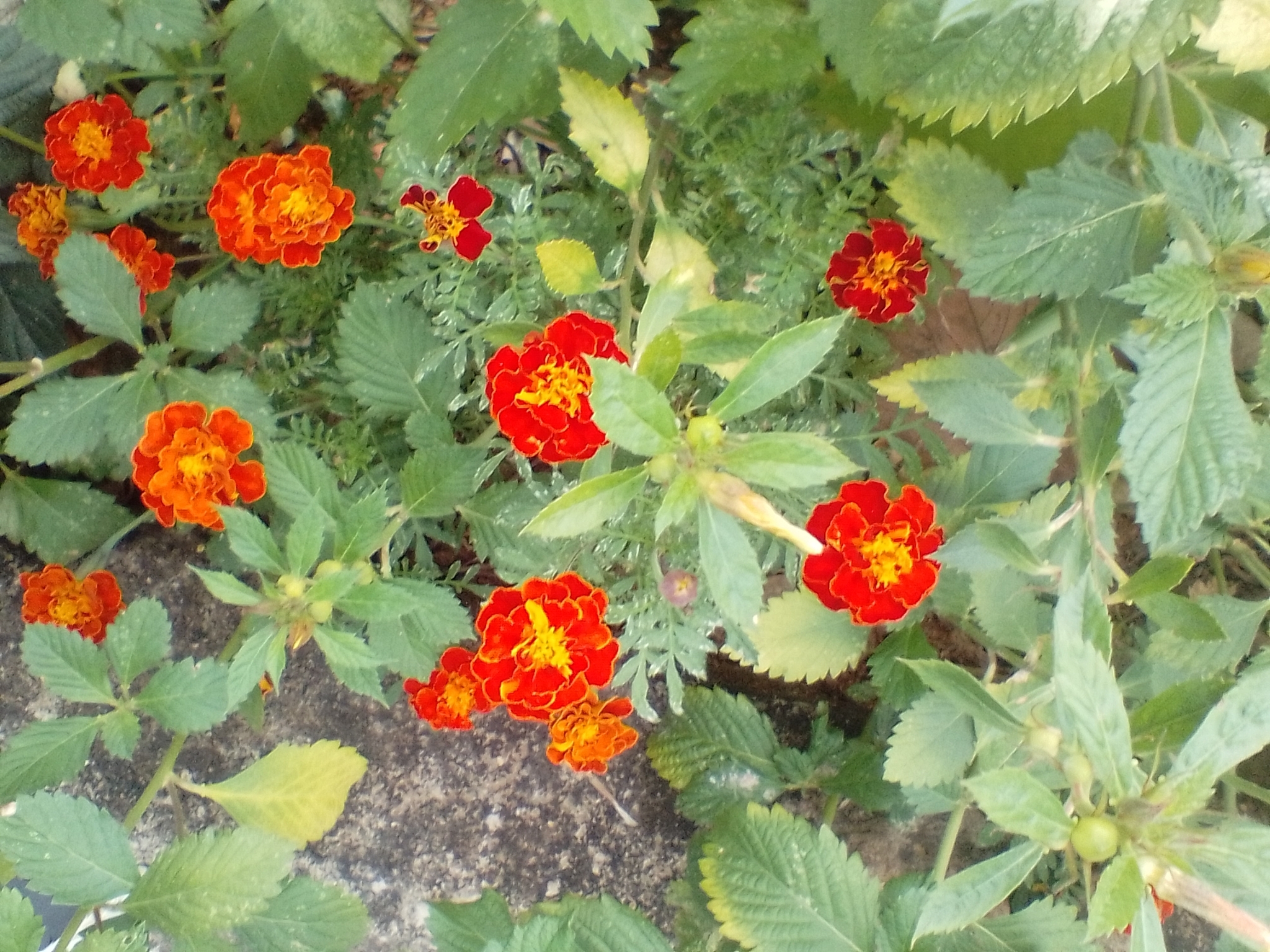Photo of French marigold (5/8)