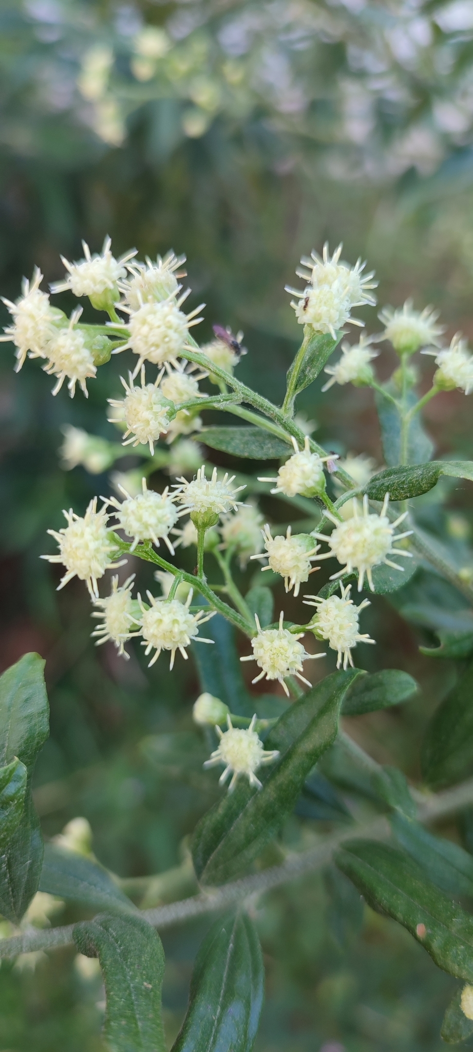 Photo of Baccharis trinervis (5/12)