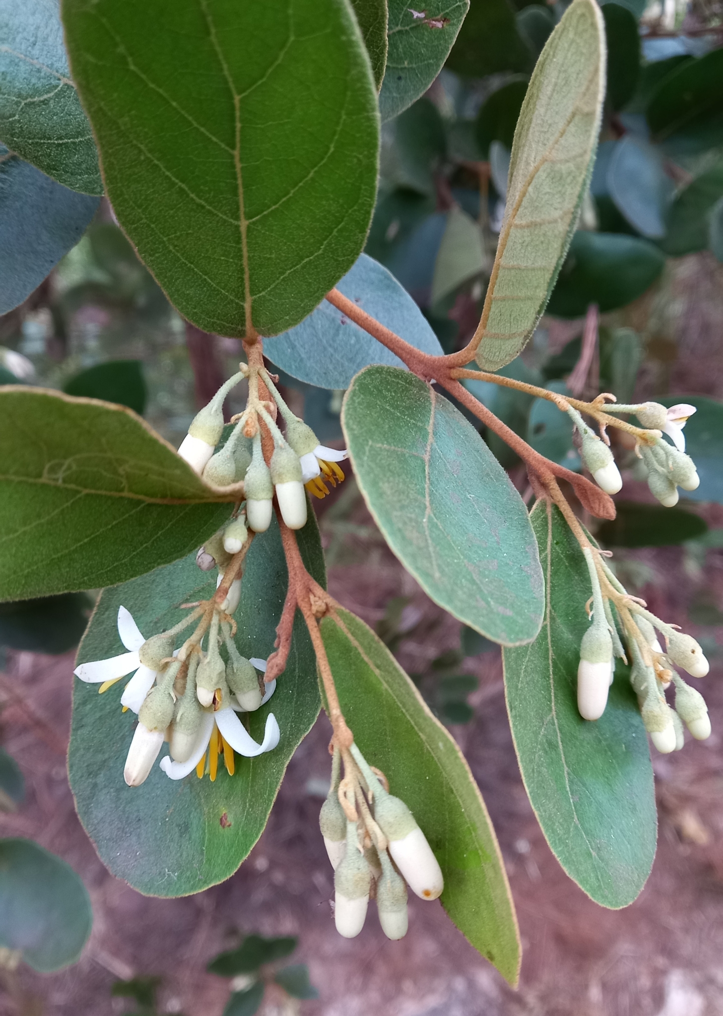 Photo of Styrax ferrugineus (11/12)