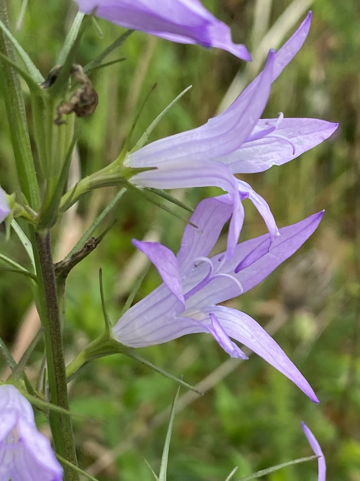 Photo of Rampion (7/12)