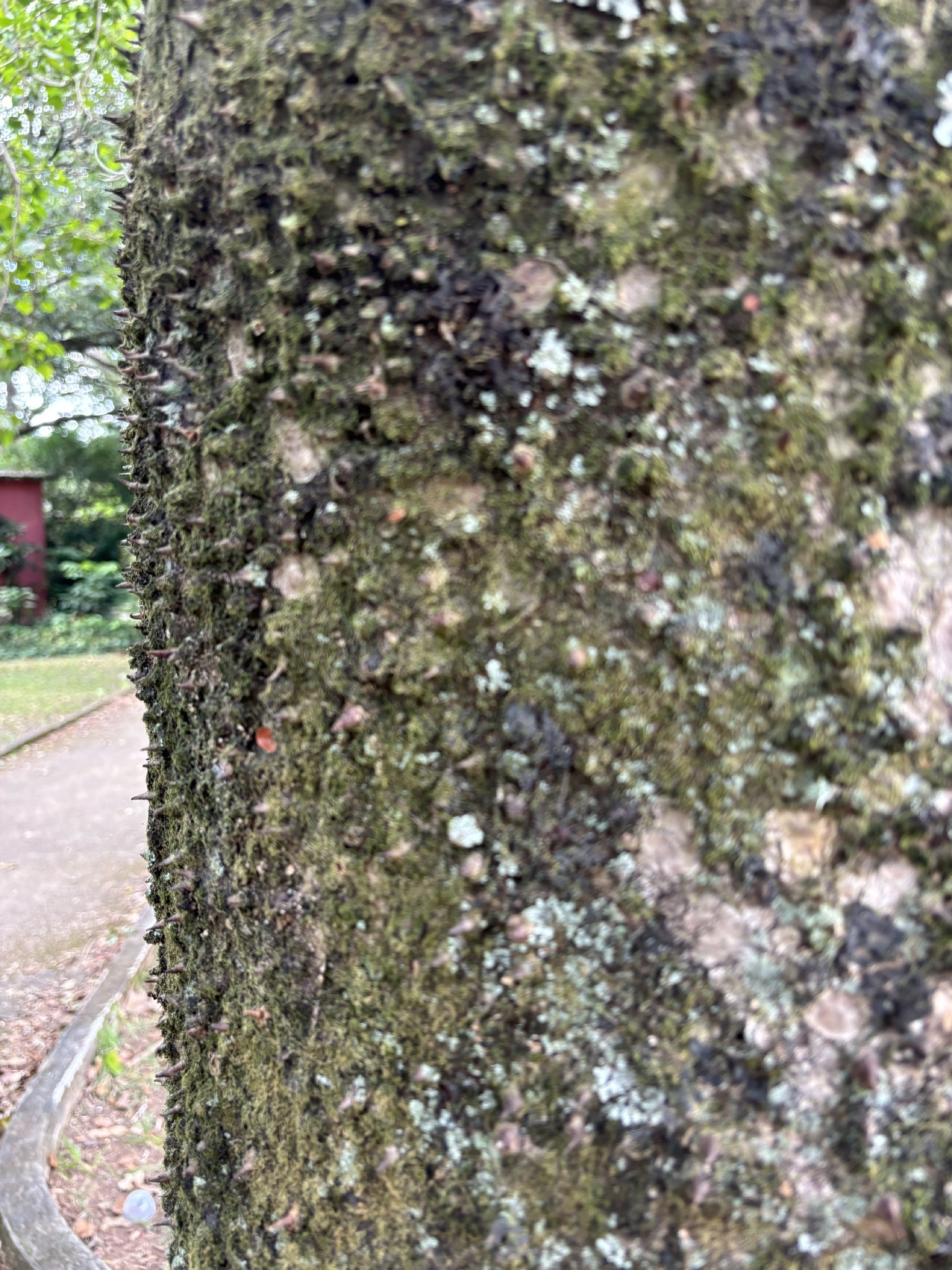 Photo of Sandbox Tree (6/6)