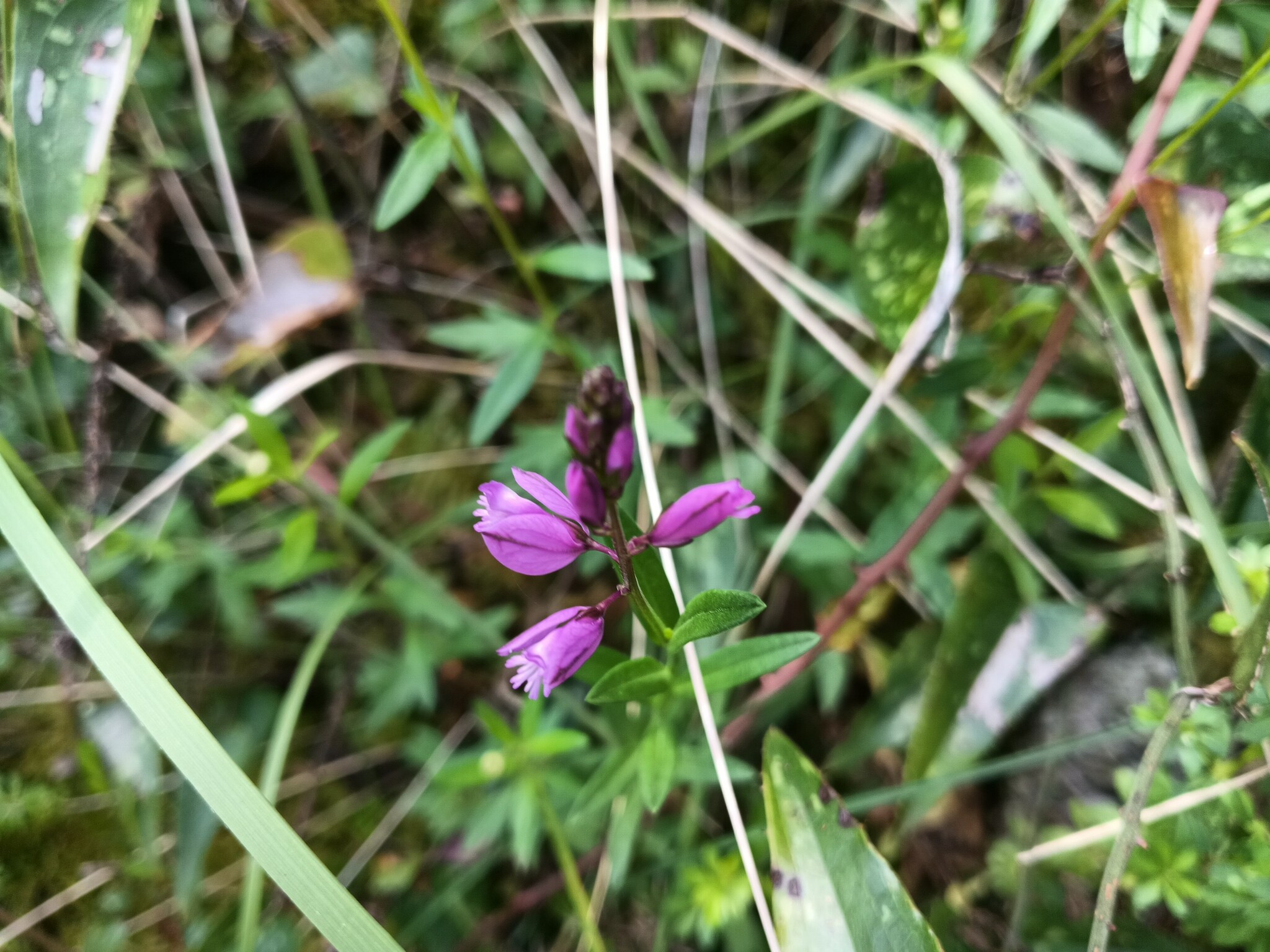 Photo of Common Milkwort (4/6)