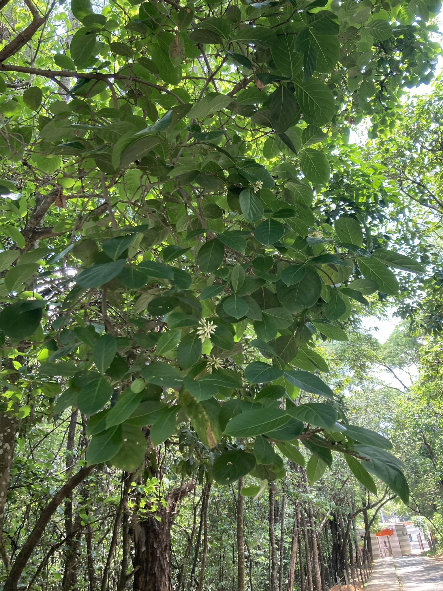 Photo of Coussarea hydrangeifolia (4/9)