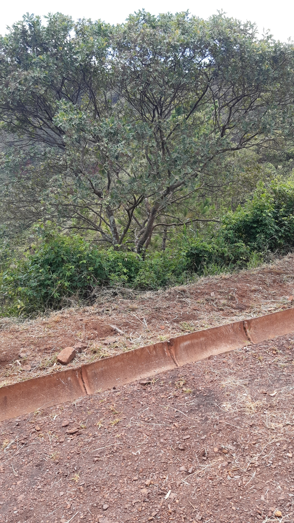 Photo of Tambataru (7/8)