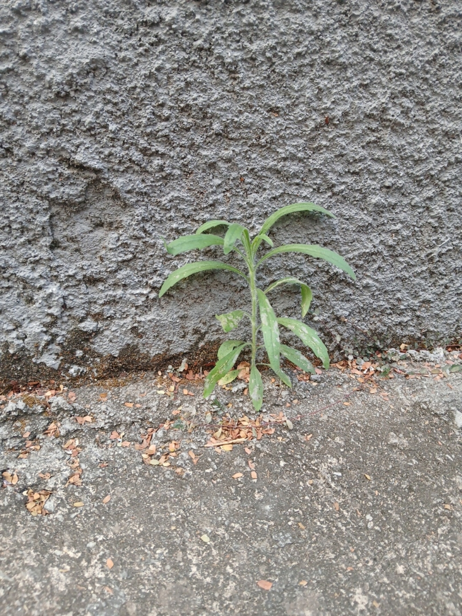 Photo of tropical horseweed (6/7)