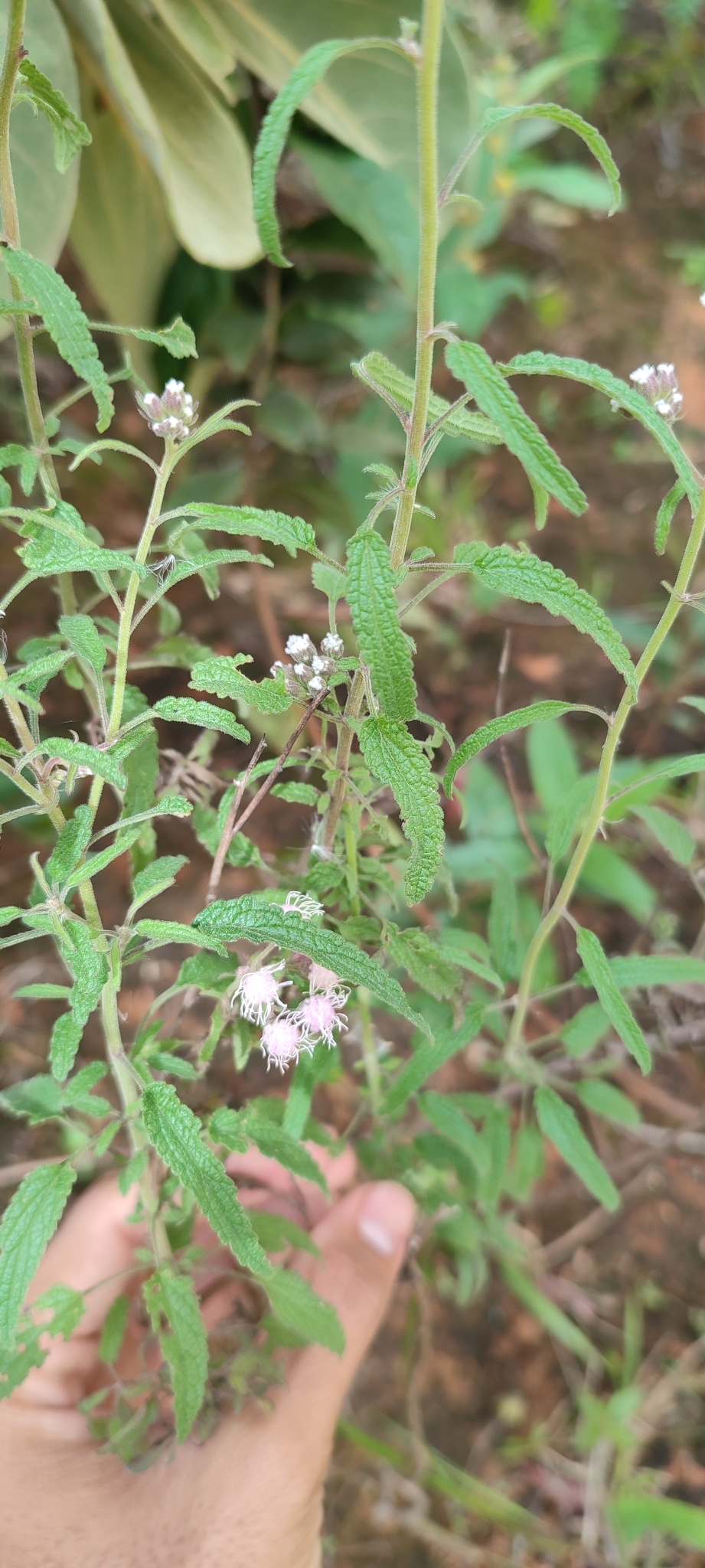 Photo of Ageratum fastigiatum (2/12)