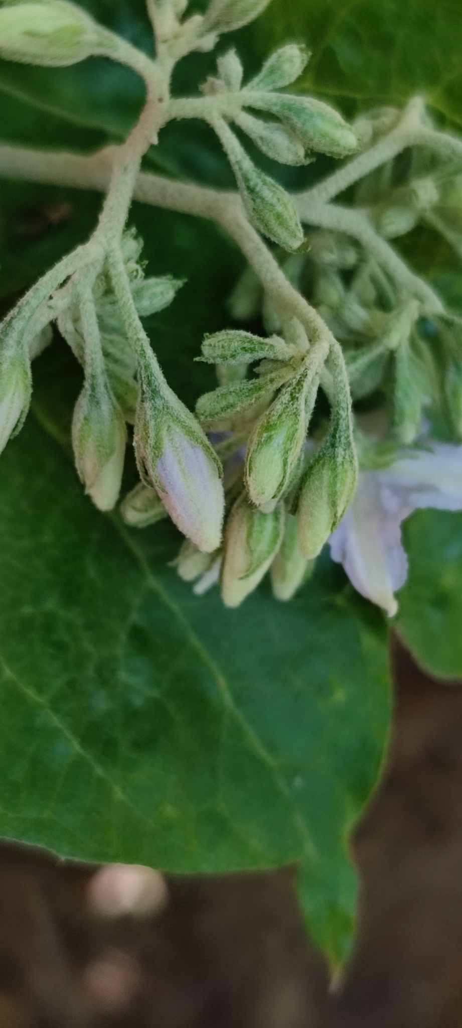 Photo of Solanum paniculatum (2/13)