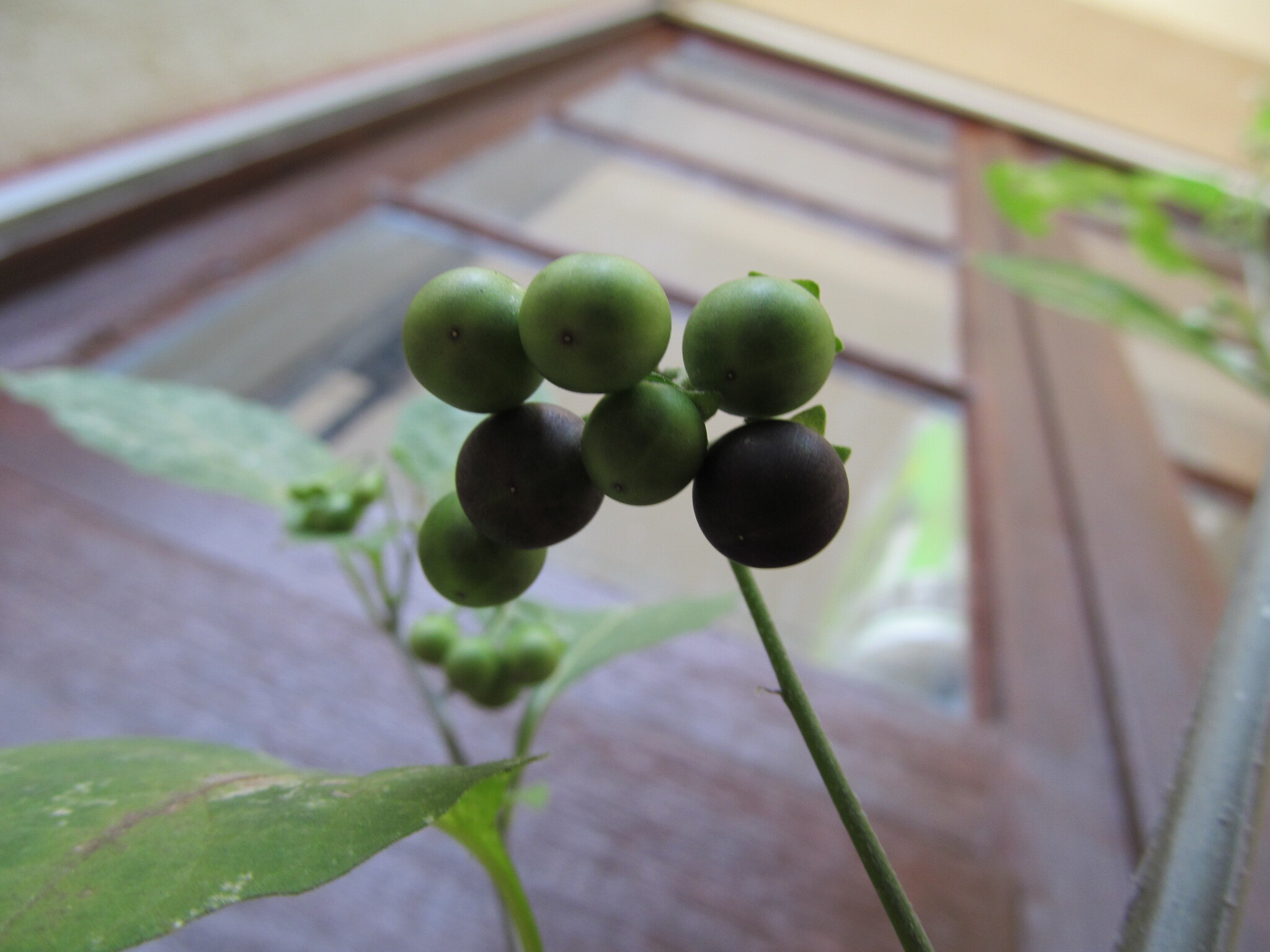 Photo of black nightshade (8/12)