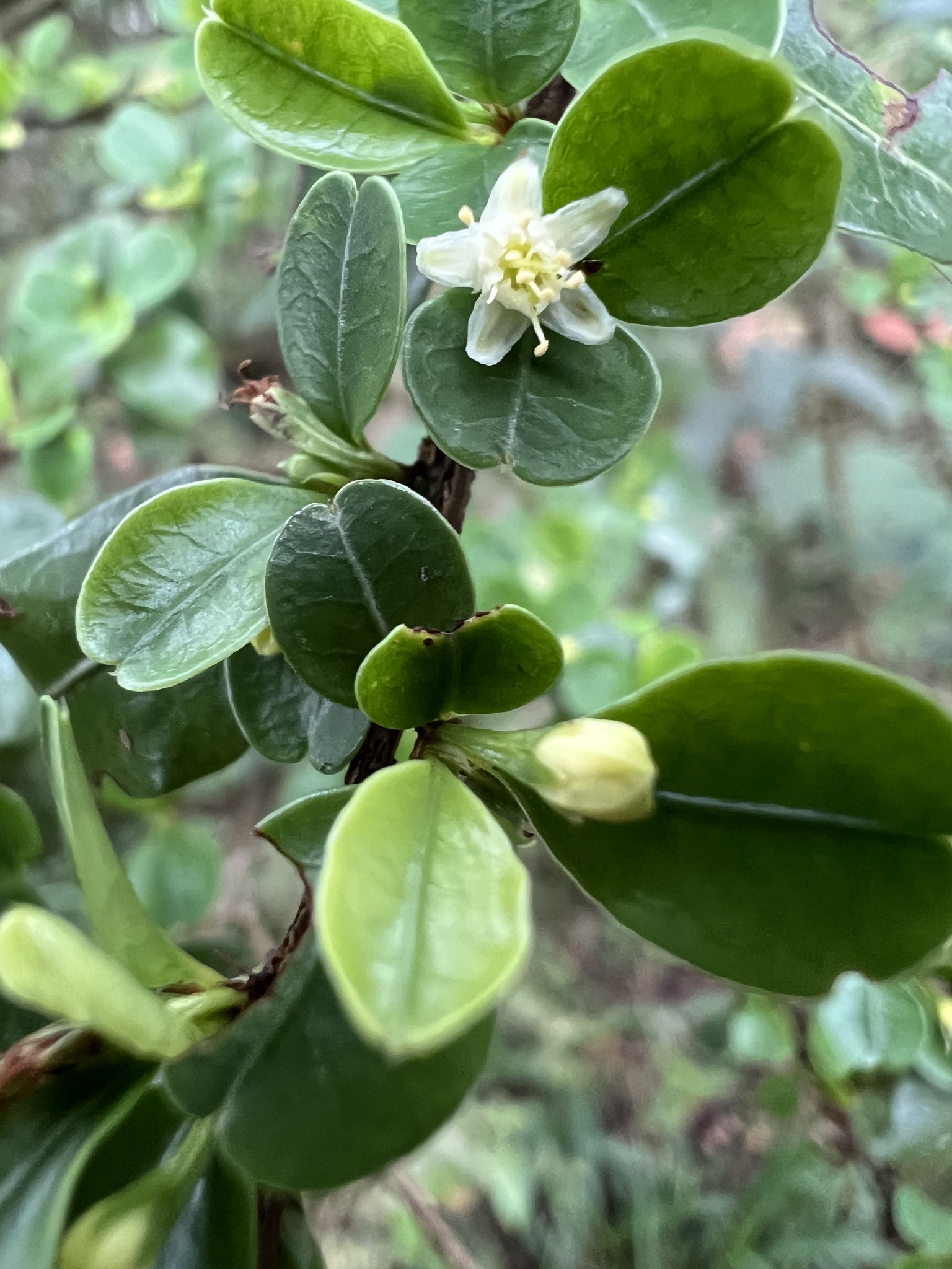 Photo of Erythroxylum (8/8)