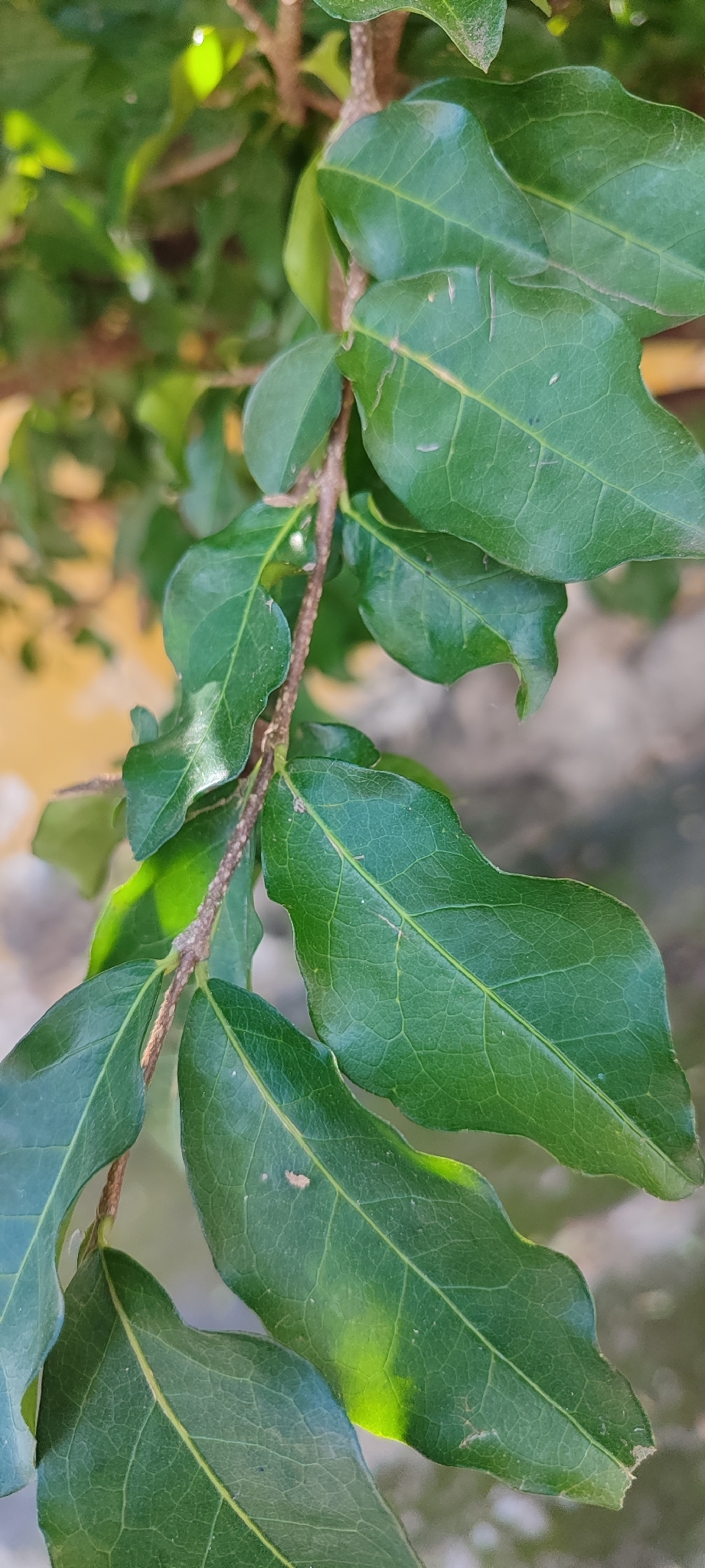 Photo of Acerola (5/9)