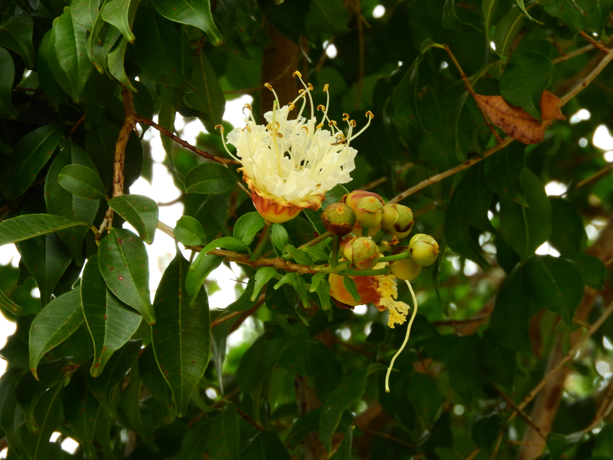 Photo of Angiospermae