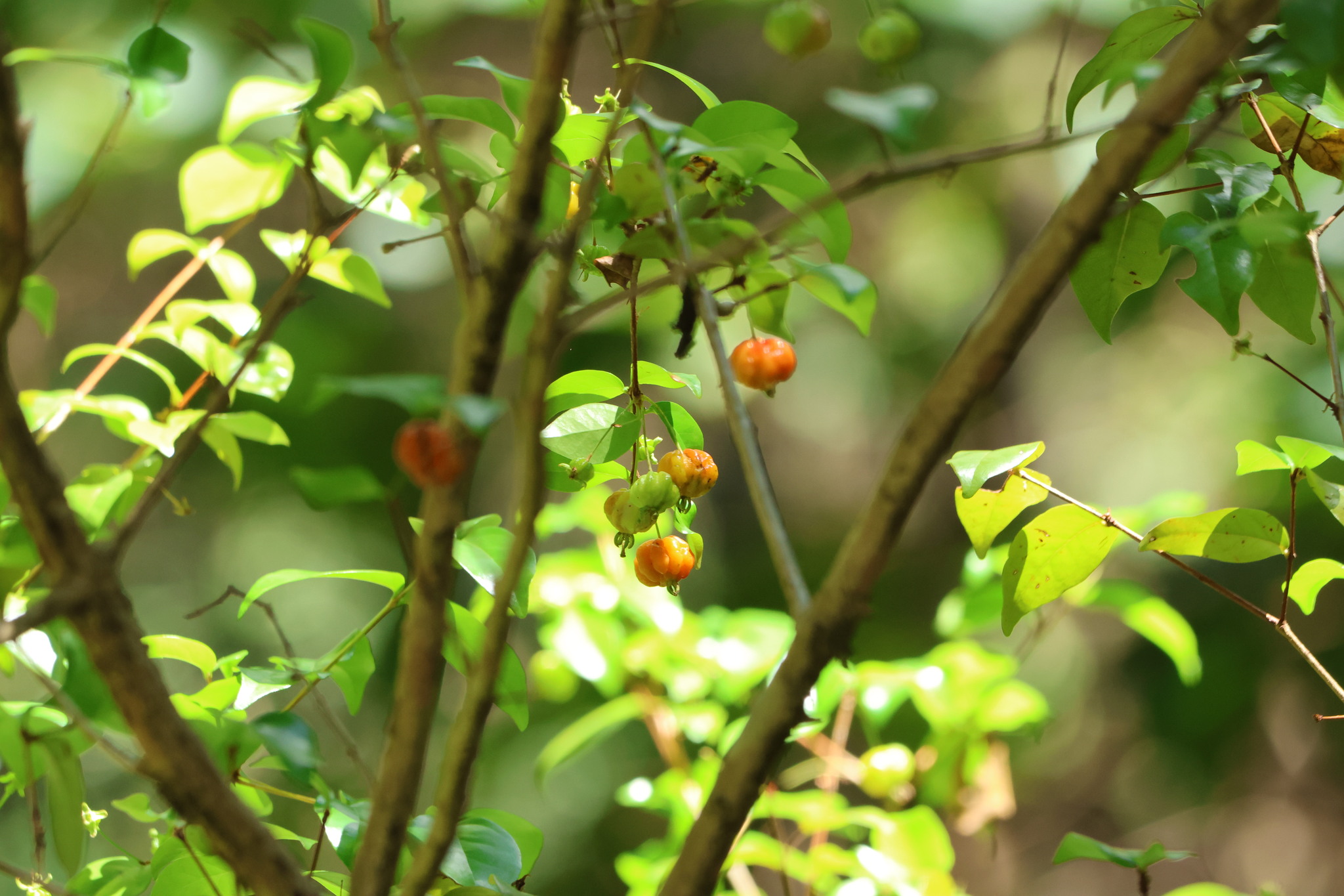 Photo of Surinam cherry (5/12)