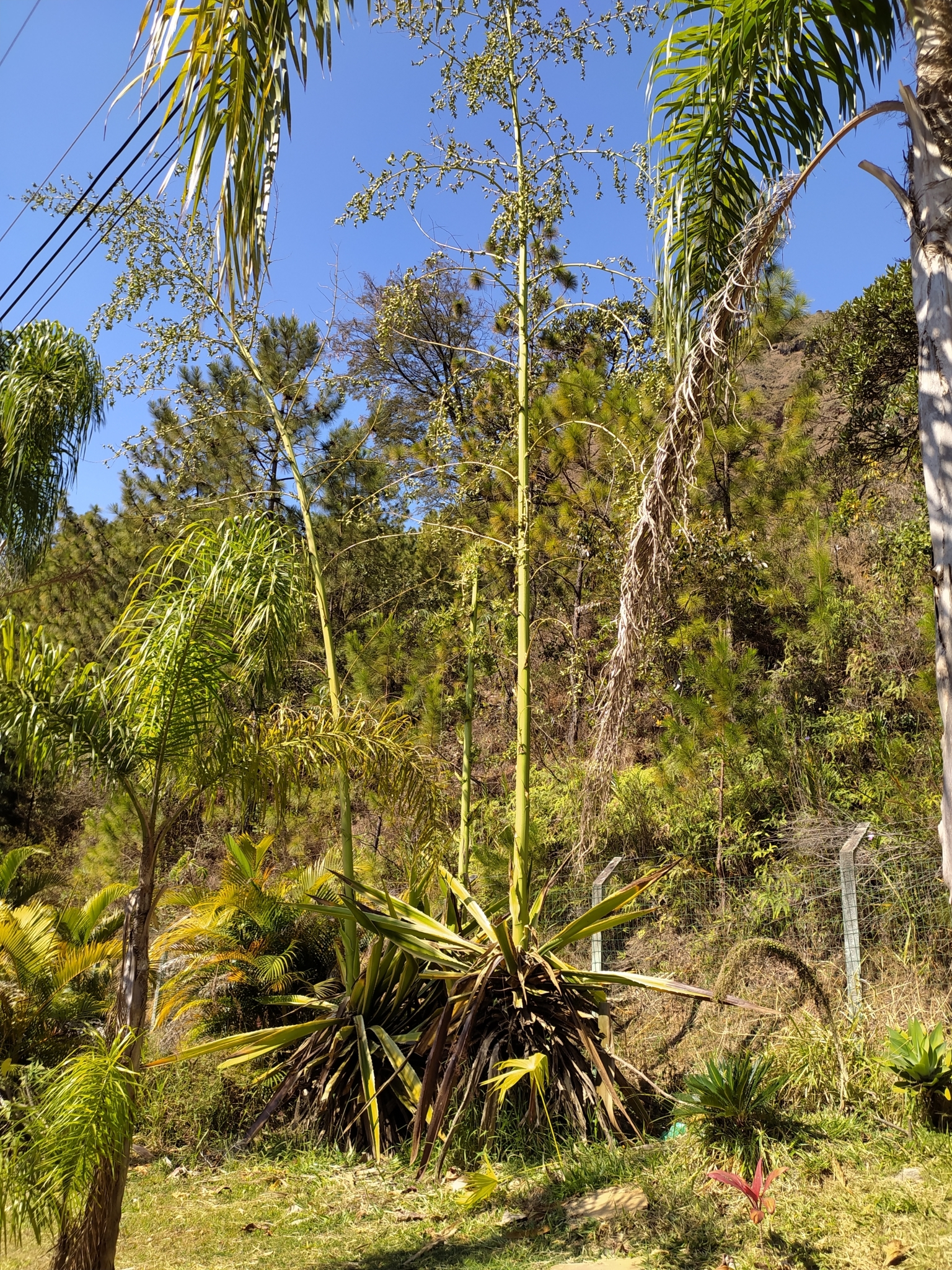 Photo of Mauritius hemp (9/9)