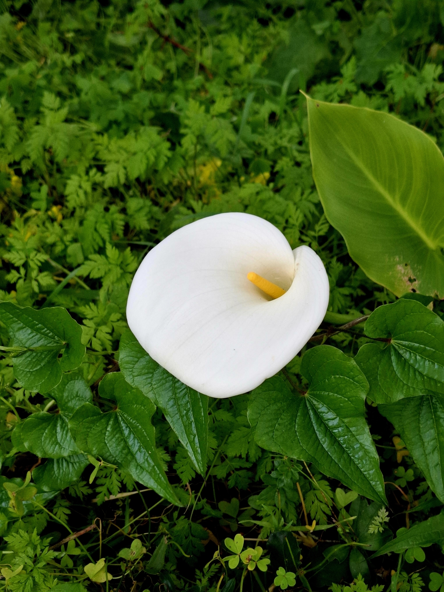 Photo of calla lily (7/12)