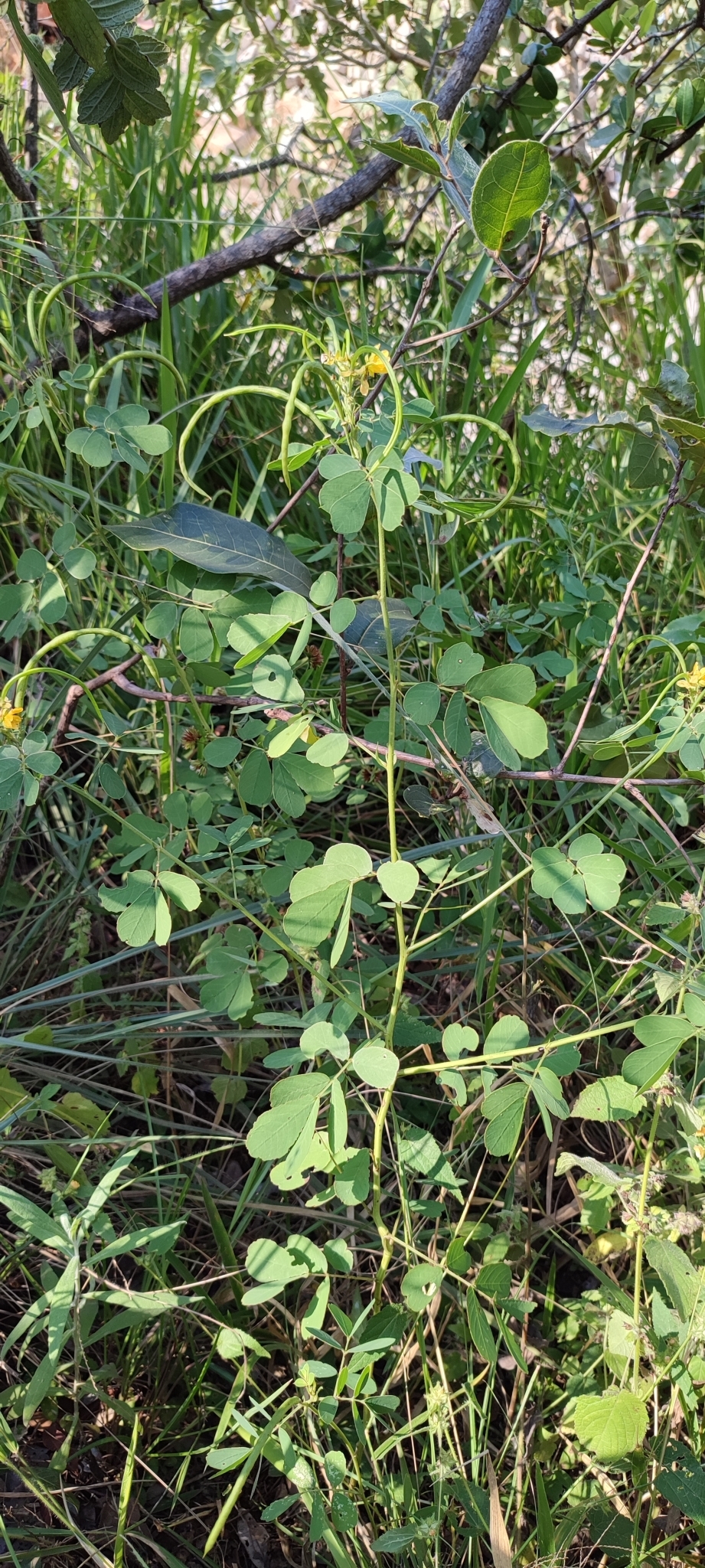 Photo of American Sicklepod (1/12)