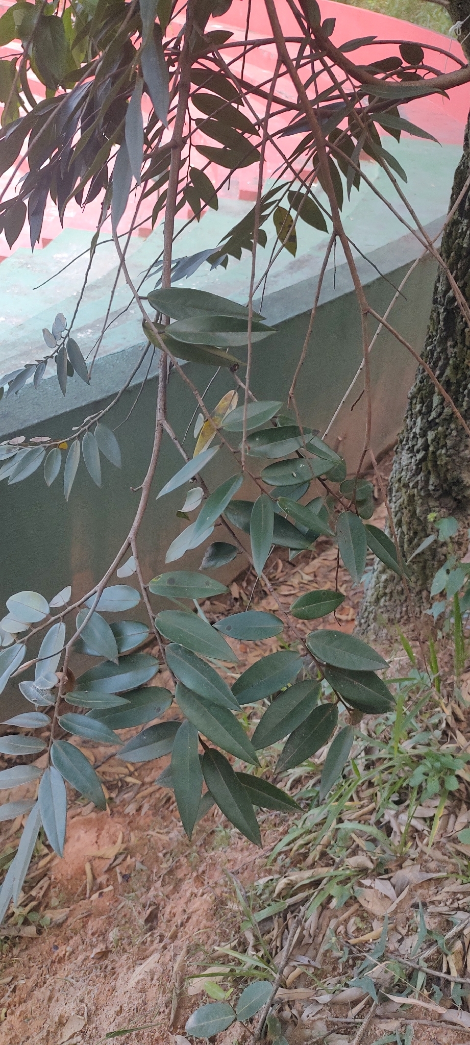 Photo of Xylopia aromatica (3/8)