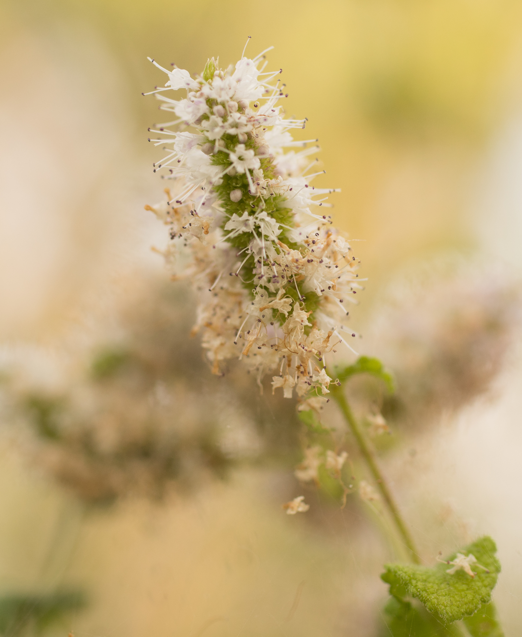 Photo of Apple Mint (1/9)