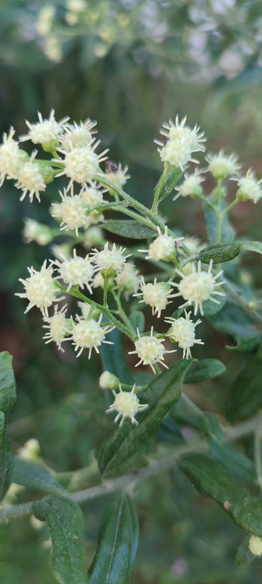 Photo of Baccharis trinervis (4/12)